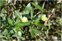 Ludwigia adscendens